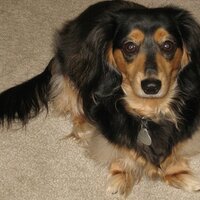 Dexter's Dad (@celticm1s) 's Twitter Profile