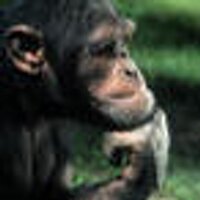 Dennis Hübner (@dennis_huebner) 's Twitter Profile