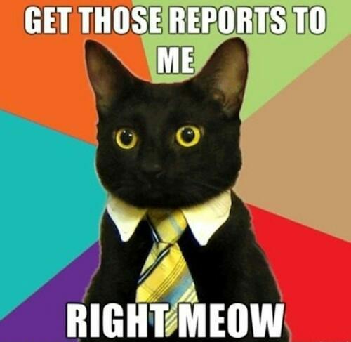 CatFactsAmerica's profile picture. Welcome to Cat Facts America! The silly feline Twitter of the universe.