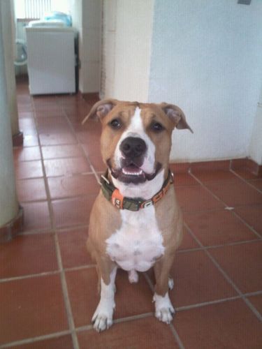 Empresario,buena gente,amante de los animales n especial los perros jaja tengo un pitt k flipas ah y... AMiGO De MIs AMigOs jurjur
