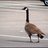 UBGoose's profile image