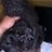 brlajas's profile image