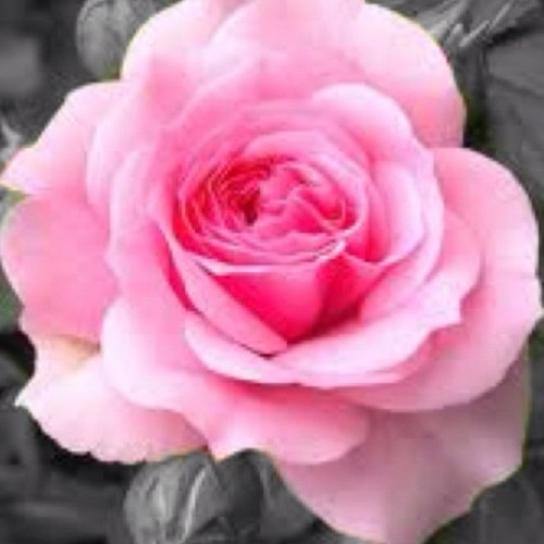 fannyface1998's profile picture. 