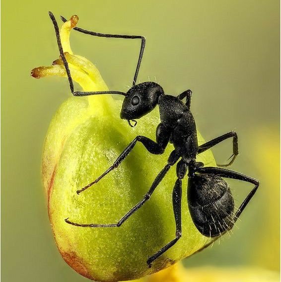 🐜 Exploring the tiny world of ants.
Facts, colonies, battles & fascinating discoveries.
Welcome to the Ant Verse.