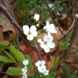 qufdkemf's profile picture. 박옥수 목사 바로알기
카페 운영자입니다
넉넉한 게 없던 시골에도
조팝꽃은 지천에 널려있었죠