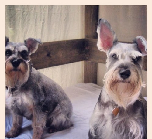 Pulgas & Maya