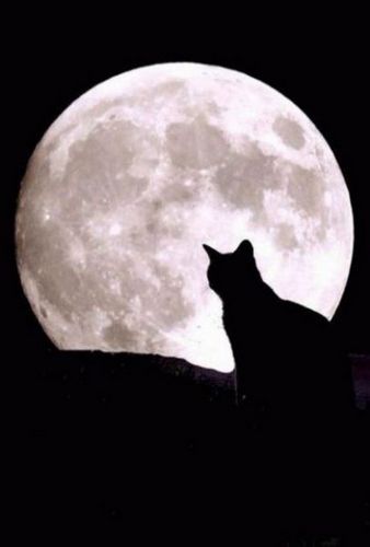 Cinéfilo, deborador de libros, experimental