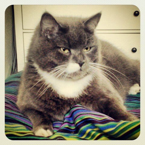 MeneerDeCock's profile picture. Eigenwijze kat, ook luisterend naar de namen: poekie, dikkie, en monorail. Ik heb een EIGEN - WIJZE mening over het leven met zes (oh nee acht) maffe toppers