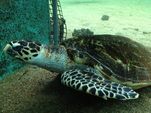 Yo__Dai___'s profile picture. 