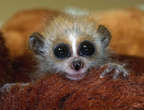 SlowlySleepy's profile picture. munyamunya…zzzz-o-zzzz…sleepy…… newopen bookmarks.  Vision--Bridging the gap between humans and animals. https://t.co/B5qnc0WIkQ Ideas.Humor....