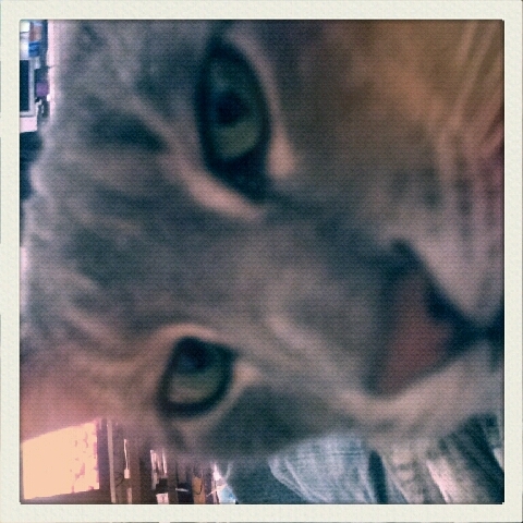 sandiforsberg's profile picture. hysteriskt rar.