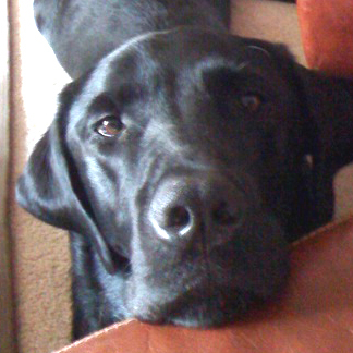 ScoobyDooDawg's profile picture. I am a shiny, smart as a whip, angst-filled black Labrador Retriever. My heart is broken due to a recent breakup and I am losing my flippin mind.