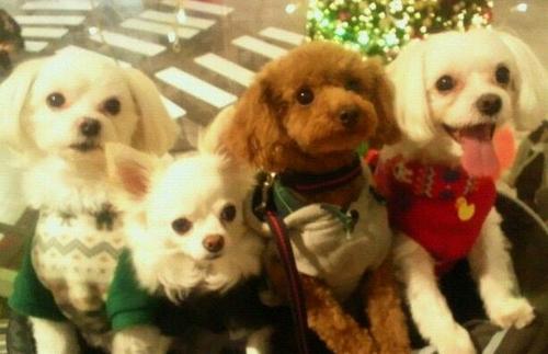犬がだーいすき♪(´ε｀*)
酒がだーいすき♪(´ε｀*)
遊ぶのだーいすき♪(´ε｀*)
みんなかまってぇ～