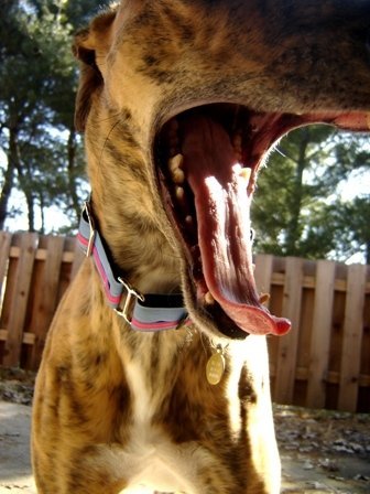 milliemooshoe's profile picture. Sarah is in love with a great guy named Steve, she absolutely adores her dogs, and she is learning to respect her Singer.