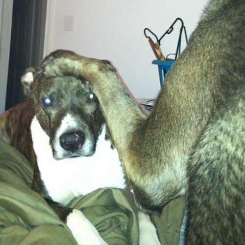 three_dog_blog's profile picture. 