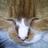 irmanikkessen's profile image