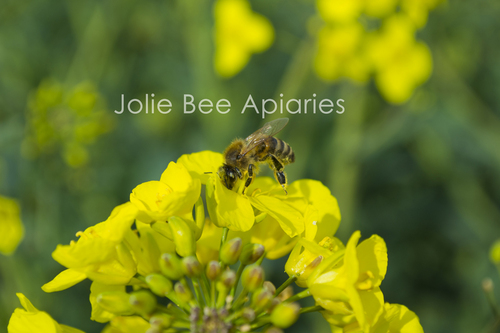 Tweeting with enthusiasm about everything #Beekeeping #Honey #Bees and all things to do with Natural Beekeeping, helping to spread the Buzz about bees in the UK