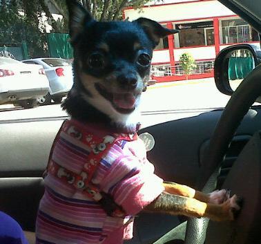 mia_pinguino's profile picture. Soy una perrita que les va a enseñar como es el mundo de los perros chihuahua, y algunas cosillas para los que nos quieren tanto!
