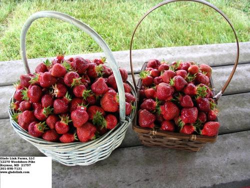 Pick your own fruits and vegetables