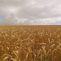 3Bananas (@3bananasirl) 's Twitter Profile