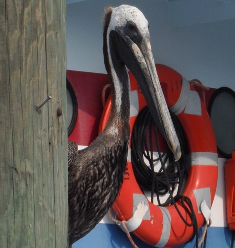 sctt_grdn's profile picture. grows food, eats food. every flowеr needs to neighbor with the dirt.