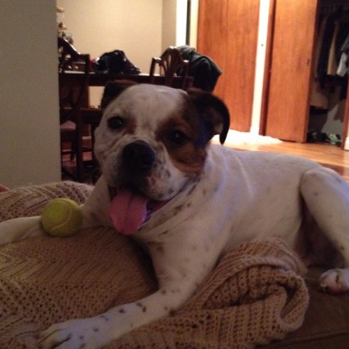 BIGDOGGY12's profile picture. 