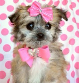 DottyMum5's profile picture. 