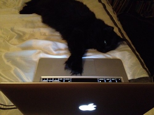 TheThomasPerry's profile picture. Im a cat. I like to sleep, eat, and meow. Follow me