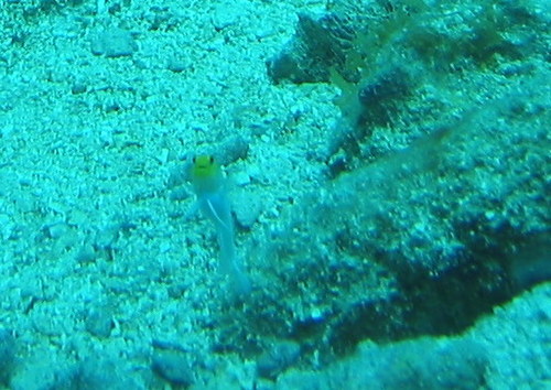 Mount Dora Aquarium & Aquaculture Research Center