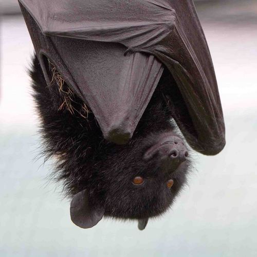 livingstonbat's profile picture. Loves bats & is a Trekkie - Live Long & Prosper - Warning can contain adult content - Please be 18+ if following