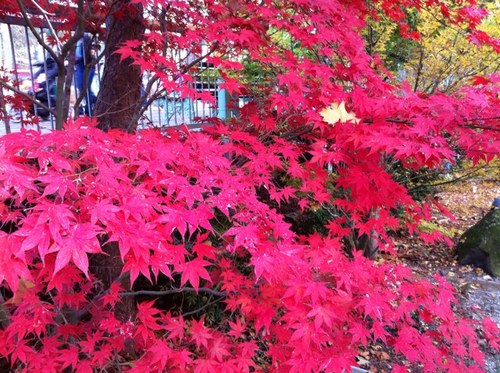 susshek's profile picture. 