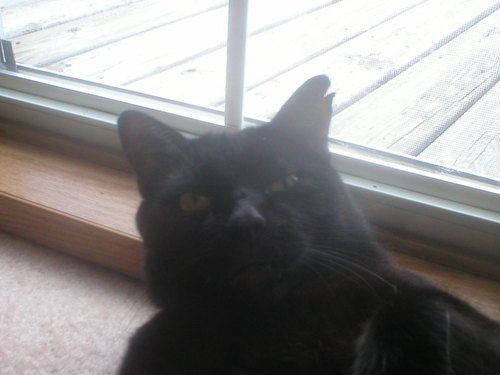 SirKingArthur's profile picture. I am the King of this house, mighty hunter and professional sleeper, Joannes big bro.