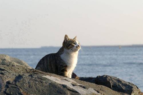 ただのフリーター
猫が大好き
あとROCKもね。
それとたまにスロッター。
自分が本当にしたいことが何なのかを探してます。