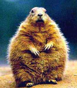 v8thai's profile picture. Будь в курсе каждого дня