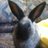 Fleela's profile image
