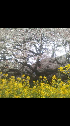 読んだ本や地元のことなどを気楽につぶやきます。
農園名は長すぎるのですが「農薬を一度も使ったことがない露地野菜農家の直売畑」です。
農薬や化学肥料を使わず、基本的に自家採種・自家増殖により野菜やハーブを栽培しています。