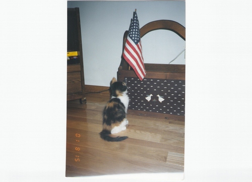 Phillis076's profile picture. I am an IT teacher of programming & macromedia.