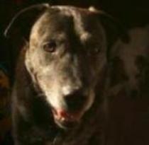 WindPowerd's profile picture. I windsurf and talk to dogs.