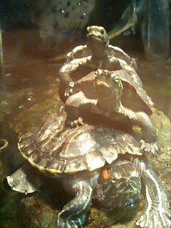 DEEPSEA_0209's profile picture. スコ🐈3匹（7歳〜6歳）ゴル🦮一匹（3歳）、人間子供👬🧒三匹養ってます。。