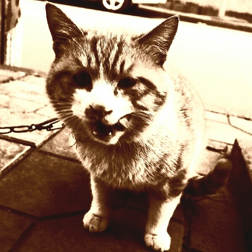 muniao's profile picture. 容易沉迷于某事物的一个存在，努力寻找存在感。非典型Loli控。