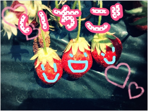 saaaching's profile picture. 