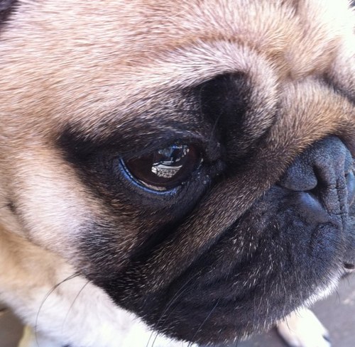 a view of the world from an activist pug.