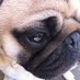 Meatball the Pug 🐾 (@meatballthepug) Twitter profile photo