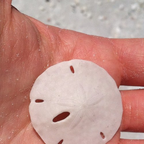 mariaseashell's profile picture. 