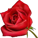 floraexpress_en's profile picture. International flower delivery, fresh flowers and best bouquets.