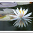chingukim1's profile image