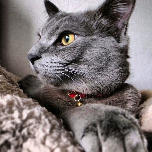 猫7匹とヒト2人で楽しく生活中。アイコンの写真はいちばん古い銀ちゃん。2011年に譲渡会からウチにきました。6kg超えの大型猫。茶白のどんちゃんとそのむすめ、3匹の兄弟は近くの神社で保護したので、ジンジャーズ。インスタに写真あります。