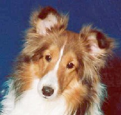 London Dog Walking Business. From your Loving Home into our Loving and Professional Care.