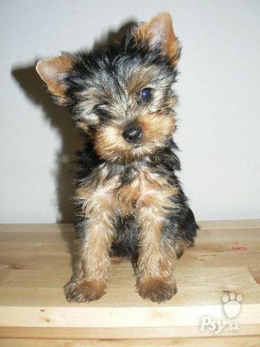 cloe_tenas's profile picture. Hi !!!  I`m 14 and i love chocolate ... ♥♥♥  :)