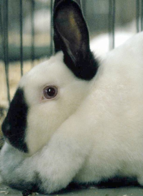 1st4Pet_Sitting's profile picture. London Pet Sitting Business. From your Loving Home into our Loving and Professional Care.